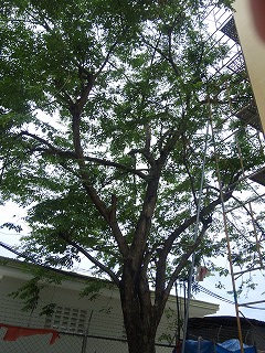 CAI_0240blog.jpg