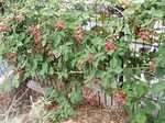 P7060016blog.jpg